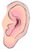 Ear